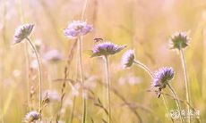 摆放天然水晶球的正确方法和禁忌——探讨水晶摆件对人体健康的功效和影响