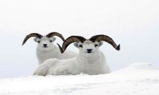 2023年,哪个生肖的运势最胜?在哪个方面能够获得最佳运势表现?