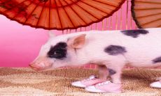 预测:2023年属猪人的幸运运势将飞升,职场升温,事业收获满满!