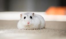 鼠妈妈与牛宝宝的兼容性如何?不同生肖下的鼠妈妈是否会与对应属相的孩子产生冲突?