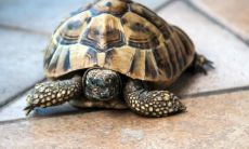 为什么不应该将乌龟养在客厅?如何选择适合放置家中乌龟的最佳位置?