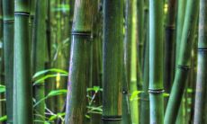 在家中培养风水,水竹应该放在哪个客厅位置最佳?