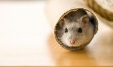 二月出生的属鼠人有哪些犯冤枉事情,以及如何化解旺夫旺子破财的麻烦?