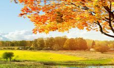 生肖鼠和生肖牛六合配对大揭秘:从八字到星座,看它们的爱情生态!