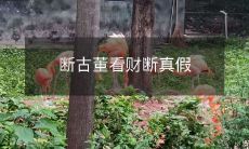 观赏古董之前,如何辨识真伪并做出正确的财产评估?- 探讨如何在鉴别古董时做出正确裁决