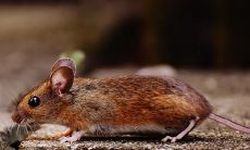 探究1984年属鼠人的劫难经历:36岁本命年的吉凶如何?