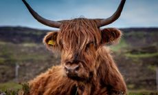 2021年是本命年的牛,想要化解厄运、增加好运,穿戴哪些物品能带来转运之助?