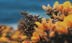 2023年正月初七出生的女孩命运:探索大年初七的传统习俗与神秘预测