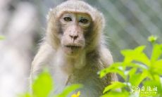 68年出生的猴年属相者,住在多少层楼最佳呢?探寻层高对风水的影响