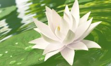 如何选择合适的睡莲栽培地 睡莲养殖需要注意的风水禁忌