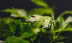 书房摆放什么植物风水合适,能够有效提升学业,增加学习效果?