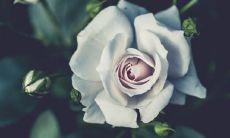 根据科学研究显示,农历生日的后代出现高额工资、卓越学业和其他成就的机会更大,这可谓是一种珍贵的贵子