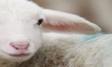 根据星相学预测,2023年生肖羊将成为最旺最顺的生肖,享受来自贵人的支持和顺利的运势