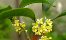 了解一下桂花树的风水禁忌及相关知识,保护您家居运势的完美平衡!