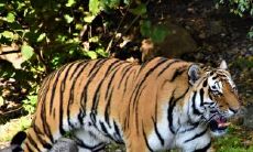 寻找适合自己的另一半:98年出生的属虎人的适宜恋爱方向和情感运势探究