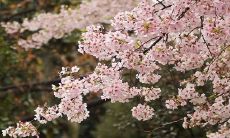 如何迎接2023年正月初五到来的财神,让您迎财旺财,财源滚滚涌?