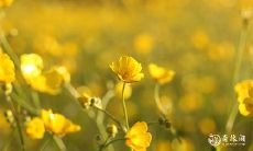 如何化解羊刃桃花的困境?——探讨解决职场与感情冲突的方法