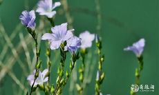 数字9233在网络上的流行含义是什么?探索其深层寓意