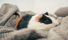 破解二月鼠犯月的迷信,探讨犯月现象的原因以及如何规避,分享有效的犯月破解方法和实用技巧