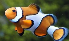 2023正月初四接灶神需要遵循哪些传统规矩?大年初四餐桌上有哪些必备美食?