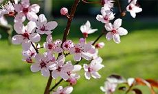 被桃花环绕?手相专家透露:遇桃花人必知的10大特征!