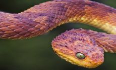 探究2023年生肖蛇的事业运势,揭示幸运和挑战的相互作用,以及应对这些挑战的最佳策略