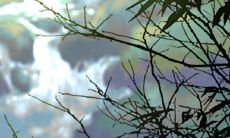 双方属相为虎猪鸡,他们的八字是否相配,属虎和属鸡是否存在生肖相克的情况?