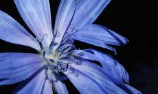 详解观音灵签第11签签语的意义:揭示人与自然相互依存、唤醒生命意识,启示人们面对变幻无常的世界要如何修身养性