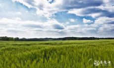 如何应对本命年第一天生病的困扰并顺利迎来结束本命年的说说?