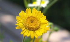 为什么新墓头三年内禁止用水浇灌,因为水分会伤及未成熟的气灵,这是为什么?