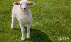 属羊人如何选择房屋朝向以及最佳楼层?据说出生年份也有关系!