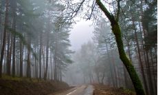 想知道属虎和哪些八字最合适吗?来看看属虎的属相婚配表,帮你查询最佳婚配!