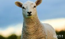 针对属羊人的风水建议:91年属羊者住几楼最佳?哪层应避免?