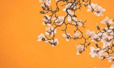 揭秘纯阴命的独特特征:深入探析八字纯阴人的神秘之处!