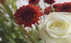 八字合不合?探究属虎和属猴的配对指数,揭秘其兴旺与挑战之道!