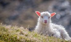 对属羊人来说,住在四楼是否是最佳选择?探析91年出生的属羊人应选择住几楼,以获得最好的运势