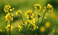 阐述身体虚弱、食欲不振、财运不顺等因素源于根数,揭示命理入贵格的益处