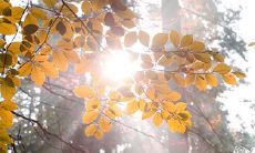 在本命年生病的情况下使用放生化解的方法来缓解症状的相关交流