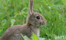 属兔人在选择住房时如何考虑楼层因素:是否住在四楼是最佳选项?