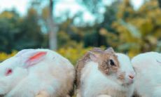 经验分享:根据属兔人的星座特点,哪些楼层最适合居住?以87年出生的属兔人为例,住4楼是否有什么优劣势?