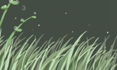 白玫瑰的花语及其象征意义:赠送白玫瑰所代表的涵义是什么?