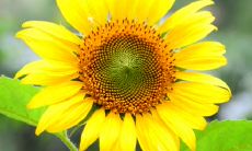 通过八字命格的分析,哪种八字命格的女性更容易让自己的丈夫事业有成,婚姻美满幸福?