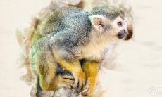 2023年是属猴人怀孕的好年份吗?孕妇在哪些场所需要避免?