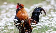 属鸡2023年穿戴何种护身物?请留意您的佩戴禁忌,特别是护身佛