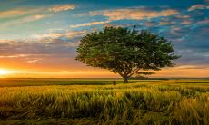 2023年生肖羊的综合运势指标与财运预测:财运方面极为亨通,机遇与收益均迎来丰收年