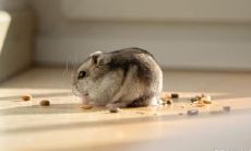 根据风水学说,如果出生于1984年属鼠的人想让自己的生活更吉利,那么最佳的居住楼层应该是什么?此外,如果你是生肖鼠,你的感情运势会受到当前住所楼层的影响吗?