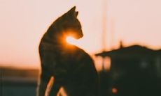 破解猫头鹰的叫声,揭示猫头鹰鸣叫背后的信息含义及其象征意义!