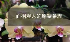 深入探究面相学解读人格,实现观察他人愿望的有条不紊的步骤