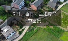 厚耳和垂耳:拥有垂肥厚命的财富之路