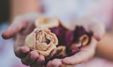 如何搭配生肖鸡的生肖, 以及为何属龙人相较其他生肖更容易与生肖鸡产生情意共鸣